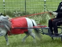 Ձի, Miniature horse — լուսանկար 6