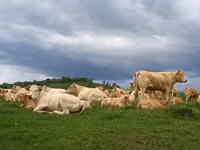 Kuh, Blonde d’Aquitane cattle — Foto 1
