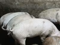 Porca, Porcos — foto 2