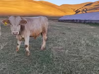 Ցուլ, Խոշոր եղջերավոր — լուսանկար 4