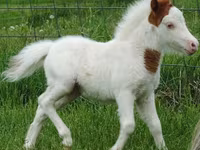 母马, Miniature horse — 照片 8