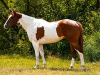 Hengst, American paint horse — Foto 1