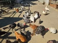 Chickens — 2-сурет