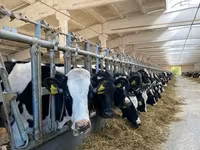 Vaca, Raza Holstein — foto 3
