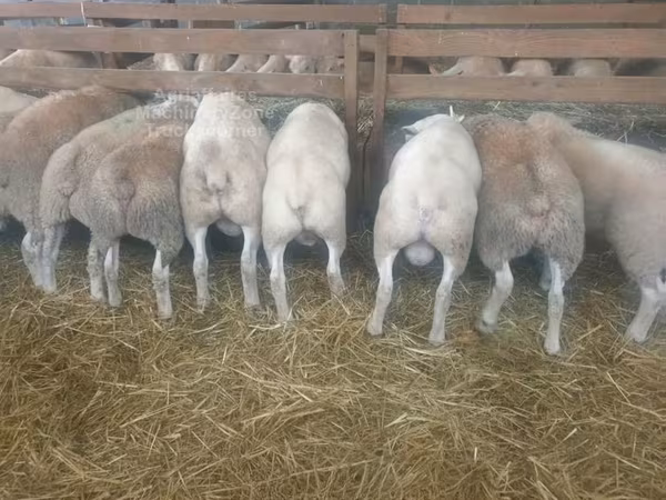 Ոչխար, Baerchuke sheep