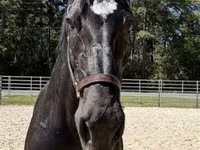 Էգ ձի, Percheron — լուսանկար 3