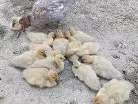 मुलार्ड — फ़ोटो 2
