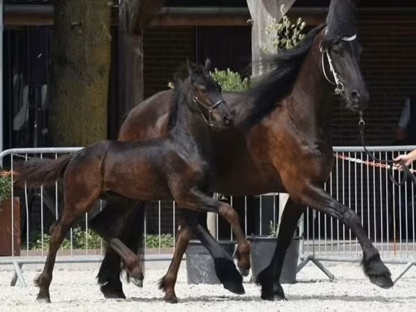 公马, Friesian