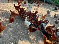 Chickens — photo 1