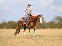 Hengst, Quarter Horse — Foto 3