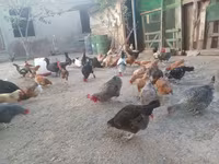 Chickens — Foto 8