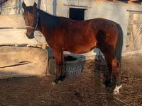 Hengst, Anglo-Arabian — Foto 5
