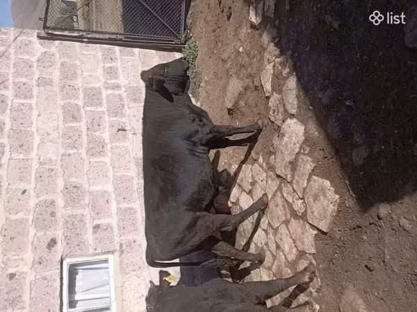 Cow, Cattle — Armenia