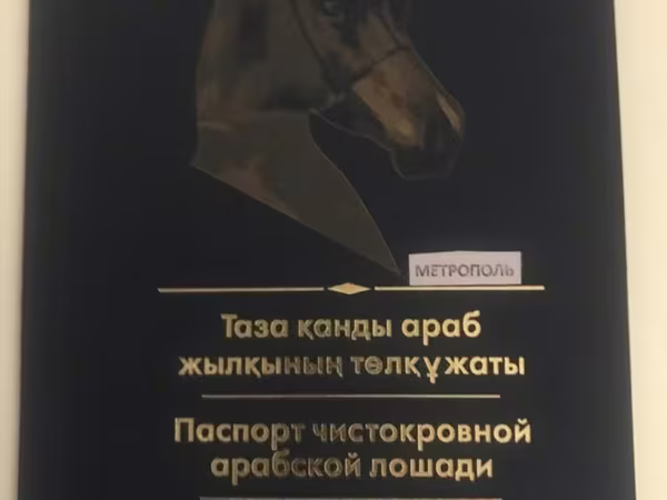 Ձի, Arabian horse