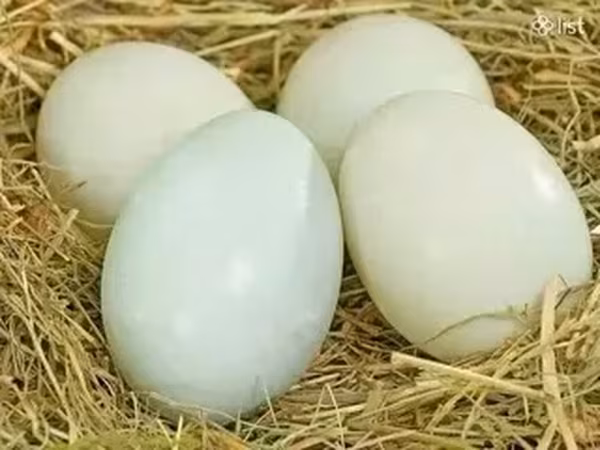 Ducks — Armenia