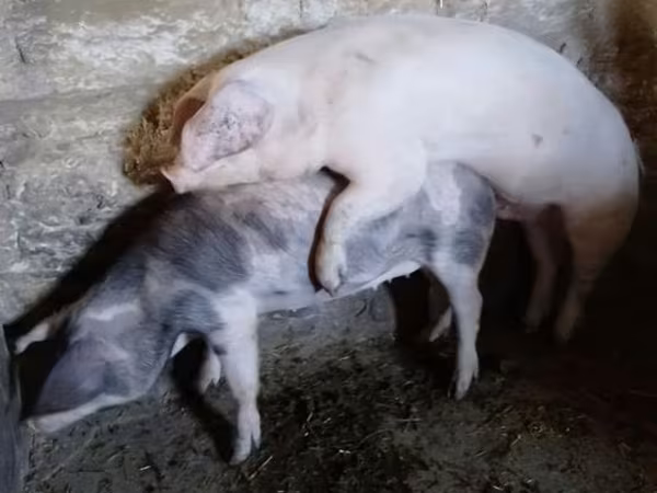 Verro, Ландрас