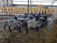भेड़, Romanov sheep — फ़ोटो 5