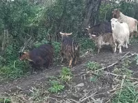 Արու այծ, Այծեր — լուսանկար 1