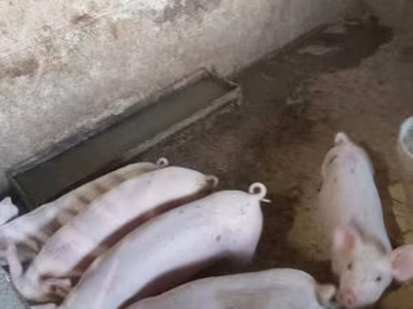Sow, Крупная белая