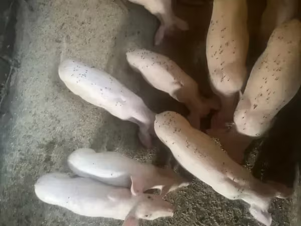 Säue, Ландрас