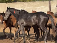 Ձի, Orlov Trotter — լուսանկար 4