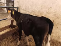 Cow, Aberdeen-Angus — photo 1