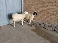 公山羊, Goats — 照片 4