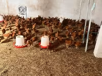 Chickens — foto 1