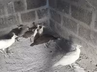 White — photo 3