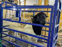 母羊, Edilbay sheep — 照片 4