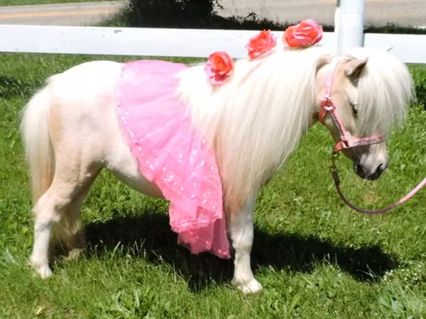 Էգ ձի, Palomino