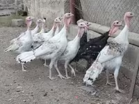 Turkeys — الصورة 2