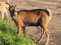 Ziege, Alpine goat — Foto 6