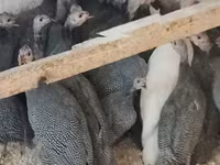Guinea fowl — फ़ोटो 3