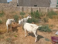 Էգ այծ, Saanen goat — լուսանկար 4