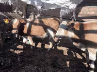 ثور, Simmental cattle — الصورة 3
