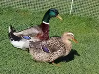 Ducks — լուսանկար 1