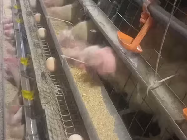 Chickens — Armenia