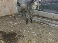 Cabro, Damask goat — foto 1