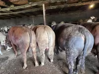 公牛, Simmental cattle — 照片 4