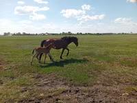 Stute, Kinsky horse — Foto 6
