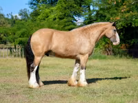 Ձի, Gypsy horse — լուսանկար 8