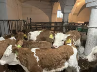 Ցուլ, Simmental cattle — լուսանկար 4
