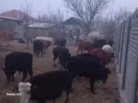 公牛, Cattle — 照片 1