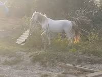Айғыр, Azerbaijan horse — 2-сурет