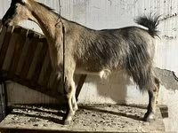 Էգ այծ, Alpine goat — լուսանկար 3