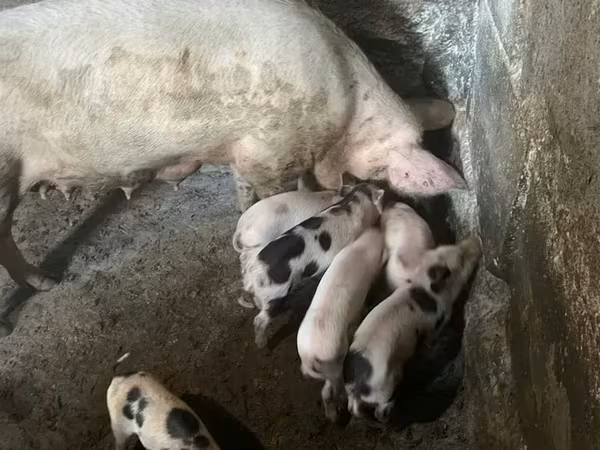 Sow, Pigs — Armenia