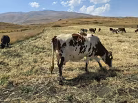 Կաթ, անարատ, կաթնամթերք — լուսանկար 4