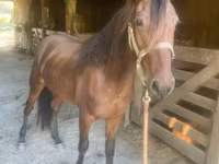 Айғыр, Rocky Mountain Horse — 3-сурет