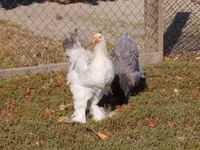 Brahma — photo 1